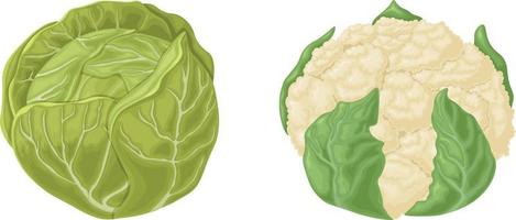 Cabbage. Cauliflower and white cabbage. Fresh vegetables. Farm vegetables. Organic vegetarian products. Vector illustration isolated on a white background