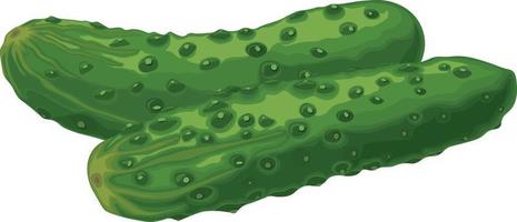Green cucumber. Image of a ripe green cucumber. Green vegetarian product. Vector illustration isolated on a white background