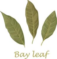 Bay leaf. Dried laurel leaves. Dried bay leaves. Leaves for seasoning. Vector illustration