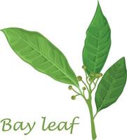Bay leaf. Green laurel leaves. A fragrant medicinal plant for seasoning. Vector illustration isolated on a white background