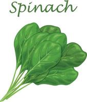 Spinach. Image of green spinach leaves, for salad and cooking. Vector illustration isolated on a white background