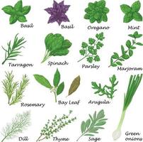 Spicy herbs. A large set of herbs for seasoning. Basil, oregano, mint and spinach and also parsley, marjoram, rosemary and bay leaf. Collection of spicy herbs. Vector illustration