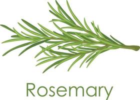 Rosemary. A green sprig of rosemary. Medicinal plant. Fragrant plant for seasoning. Vector illustration isolated on a white background