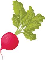 Radish. Image of a ripe radish with leaves. Fresh radish. Vitamin product of the vegetable garden. Organic vegetarian product. Vector illustration isolated on a white background