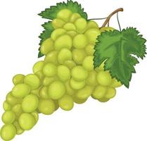 uva. uvas verdes maduras. uvas frescas. Ilustración de vector de uvas de vino aislado sobre fondo blanco