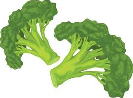 Broccoli. Image of ripe broccoli. Vitamin vegetable. Organic food. Green broccoli. Vector illustration isolated on a white background