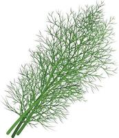 Dill. Image of dill twigs. A spicy plant. Dill for spices. Vector illustration isolated on a white background