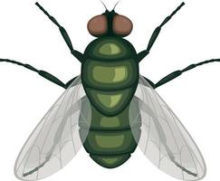 The green fly .Fly insect. Image of a fly top view. A flying insect. Vector illustration isolated on a white background