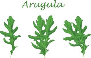 Arugula Green arugula leaves. A spicy medicinal herb for seasoning. Vector illustration isolated on a white background