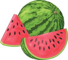 Watermelon. Image of a ripe watermelon. Cut pieces of ripe red watermelon. Vector illustration isolated on a white background