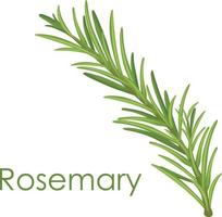 Rosemary. A green sprig of rosemary. Medicinal plant. Fragrant plant for seasoning. Vector illustration isolated on a white background