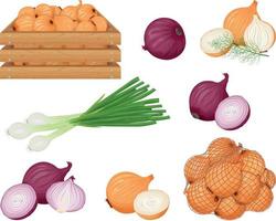 Onion. A set with the image of different types of onions. Onions, green onions and onions in a wooden box and a mesh bag. Collection of vegetables. Vector illustration