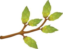 A branch with green buds. Spring illustration depicting a green tree branch with swollen buds. Vector illustration isolated on a white background