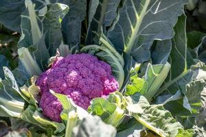 Purple cauliflower plant in a vegetable garden. photo