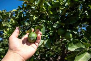 manos recogiendo limones maduros en la plantación foto