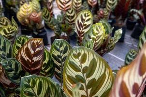 Peacock plants Calathea makoyana photo