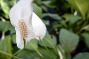 Spathiphyllum wallisii, known as Spath or Peace lilies. photo