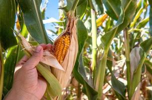 Farmer holding corn cobs in hand in corn field. photo