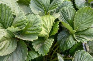 hojas verdes de fresa de jardín para el fondo hojas de fresa silvestre foto