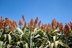 campo de tallos y semillas de sorgo dulce. campo de mijo campo agrícola de sorgo, durra, milo o jowari. foto