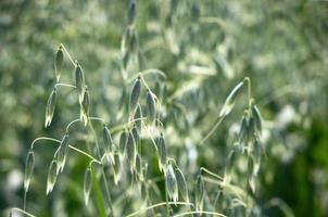 In a field of green spikelets of oats close up photo