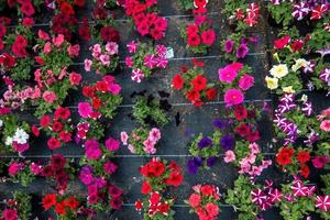 Tables of petunias growing in a greenhouse nursery photo