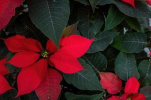 un arreglo de hermosas poinsettias - poinsettia roja o flor de estrella de navidad foto