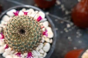 Mammillaria albilanata flores en Tailandia invierno foto