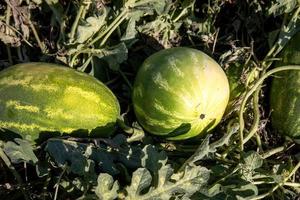 Watermelon In Organic Summer Garden photo