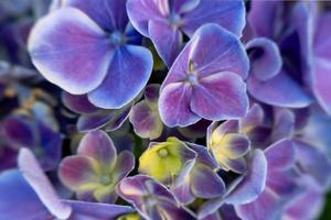 Beautiful purple hydrangea in a rainy day. Flower in bloom photo