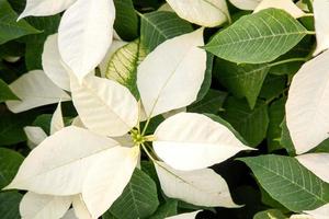 fondo de flor de vacaciones de poinsettia blanca fresca foto