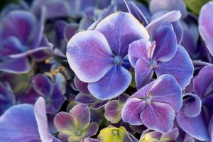 Beautiful purple hydrangea in a rainy day. Flower in bloom photo