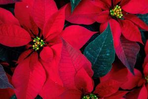 un arreglo de hermosas poinsettias - poinsettia roja o flor de estrella de navidad foto