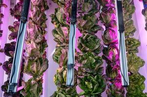 Hydroponic lettuce grown in stacked tower level pots and with rows of LED grow lights photo