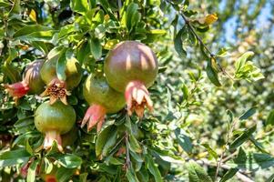Uncut pomegranates in agricultural plantation photo