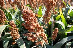 campo de tallos y semillas de sorgo dulce. campo de mijo campo agrícola de sorgo, durra, milo o jowari. foto