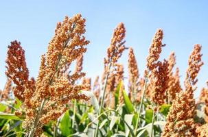 Field of stalks and seeds of sweet sorghum. Millet field. Agricultural field of sorghum, Durra, Milo or Jowari. photo