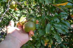 manos recogiendo granadas maduras en la plantación foto