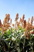 Field of stalks and seeds of sweet sorghum. Millet field. Agricultural field of sorghum, Durra, Milo or Jowari. photo