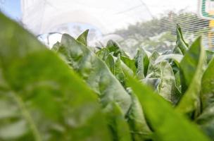 Spinach grows in a greenhouse. Close-up. photo