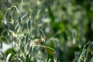 In a field of green spikelets of oats close up photo