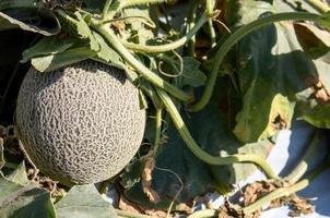 Melon growing in a greenhouse in farm photo