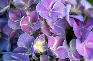 Beautiful purple hydrangea in a rainy day. Flower in bloom photo