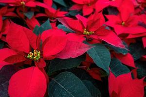 un arreglo de hermosas poinsettias - poinsettia roja o flor de estrella de navidad foto