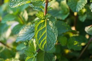 Mint plants grow at the vegetable garden. photo