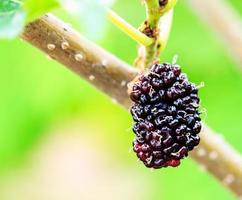fruit of black mulberry - mulberry tree. photo
