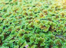 green floating Azolla Pinnata or Azolla microphylla at organic farm. Azolla Pinnata is useful for feeding and planting in many ways. photo