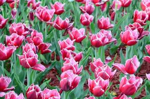 Picture of beautiful tulips on shallow deep of field close up photo