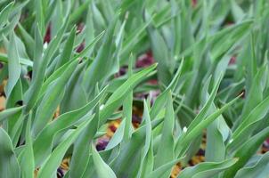 muchos tallos verdes de tulipanes rojos crecen en un macizo de flores foto