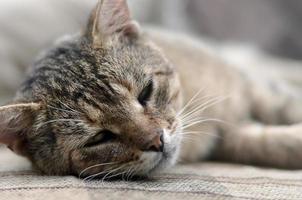 Close up of a sad and lazy tabby cat napping on the couch outdoors in evening photo